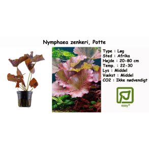 Nymphaea zenkeri - Rd lotus, Potte