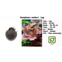 Nymphaea zenkeri - Rd lotus, Lg