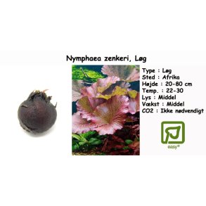 Nymphaea zenkeri - Rd lotus, Lg