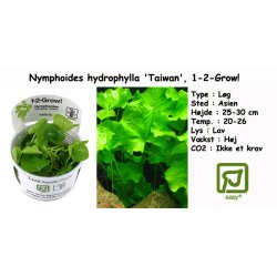 Nymphoides hydrophylla 'Taiwan', 1-2-Grow! 
