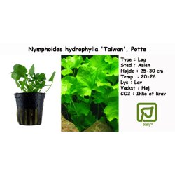 Nymphoides hydrophylla 'Taiwan', Potte