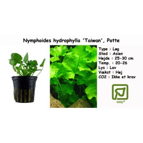 Nymphoides hydrophylla 'Taiwan', Potte