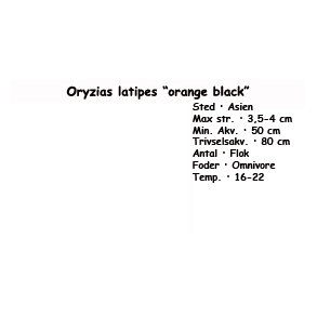 Oryzias latipes orange black