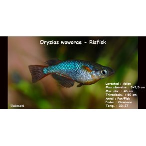 Oryzias woworae - Risfisk