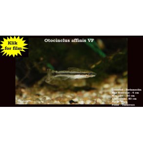 Otocinclus affinis VF - Dvrg sugemalle
