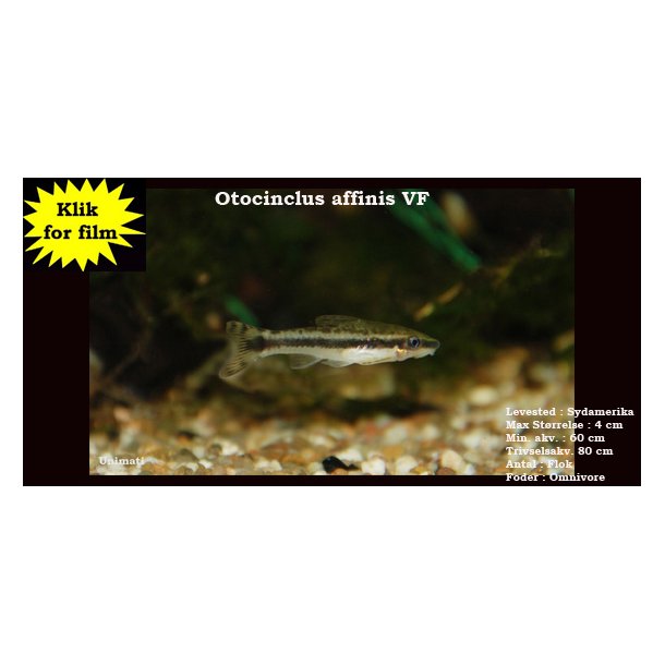 Otocinclus affinis VF - Dvrg sugemalle