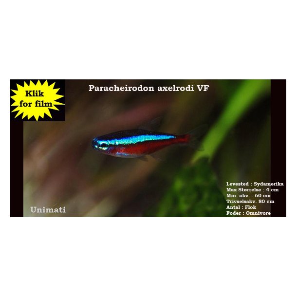 Paracheirodon axelrodi - Rd neon