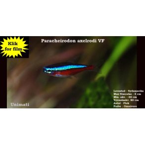 Paracheirodon axelrodi - R�d neon - Dansk Opdr�t