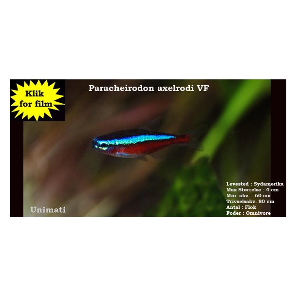 Paracheirodon axelrodi - R�d neon - Dansk Opdr�t