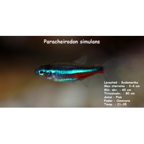 Paracheirodon simulans - Bl neon