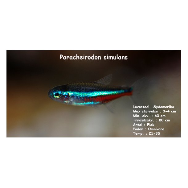 Paracheirodon simulans - Bl neon
