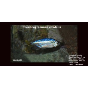 Phenacogrammus caudalis - Gul Congotetra