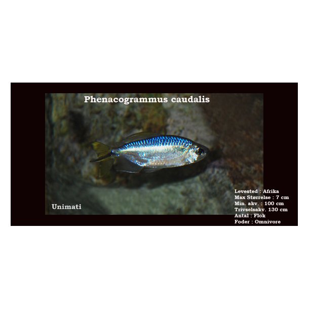 Phenacogrammus caudalis - Gul Congotetra