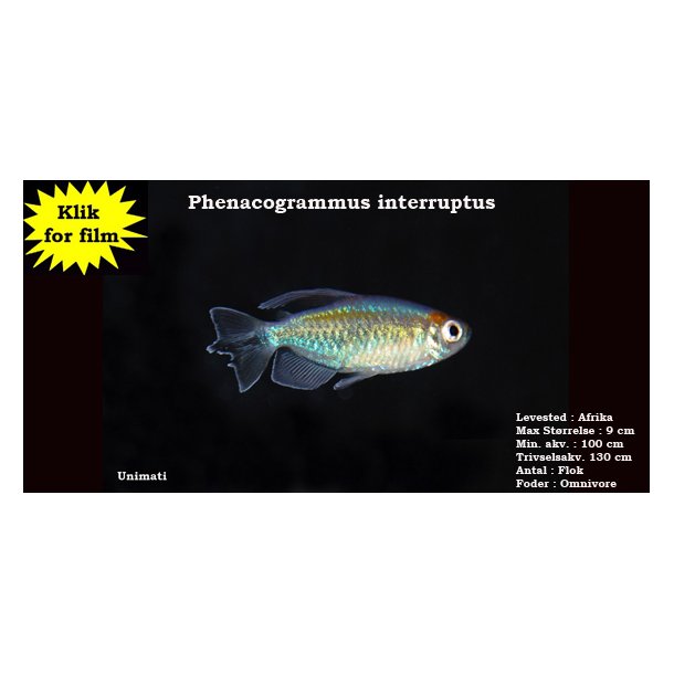 Phenacogrammus interruptus - Congotetra
