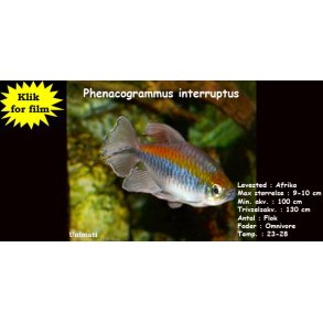 Phenacogrammus interruptus - Congotetra