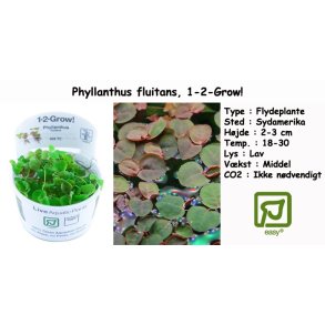 Phyllanthus fluitans - Flydeplante, 1-2-Grow! 
