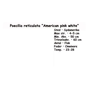 Poecilia reticulata �American pink white�