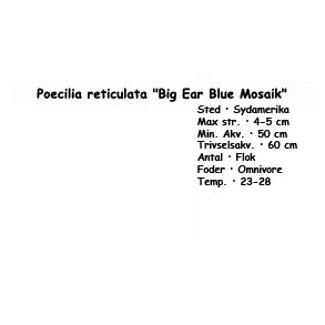 Poecilia reticulata 