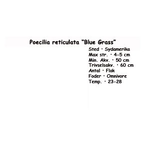 Poecilia reticulata 