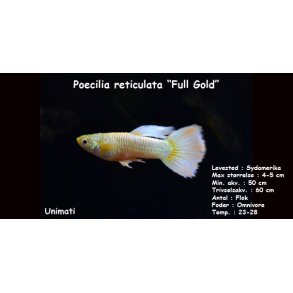 Poecilia reticulata 