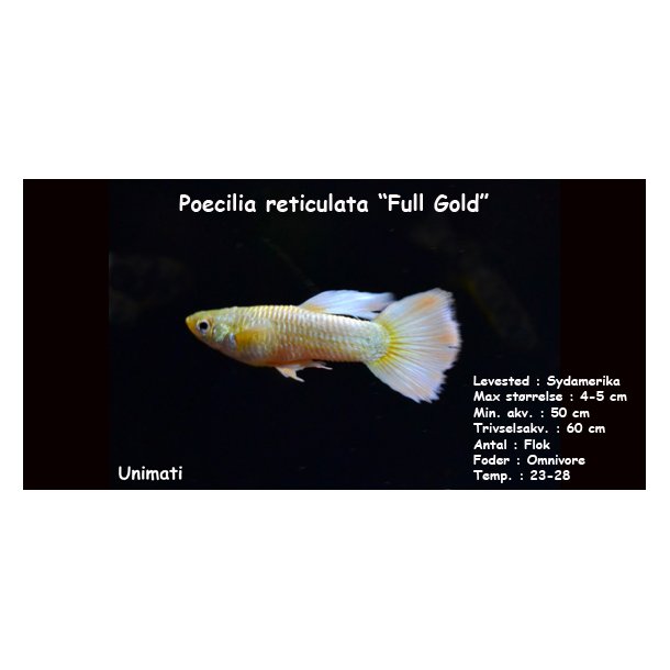 Poecilia reticulata "Full Gold"