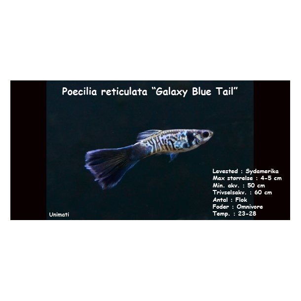 Poecilia reticulata "Galaxy Blue Tail" - Kun hunner