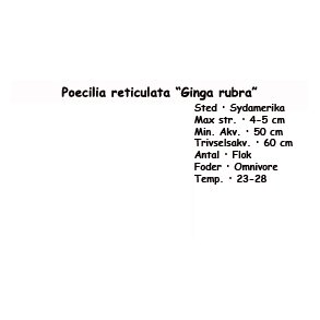 Poecilia reticulata 