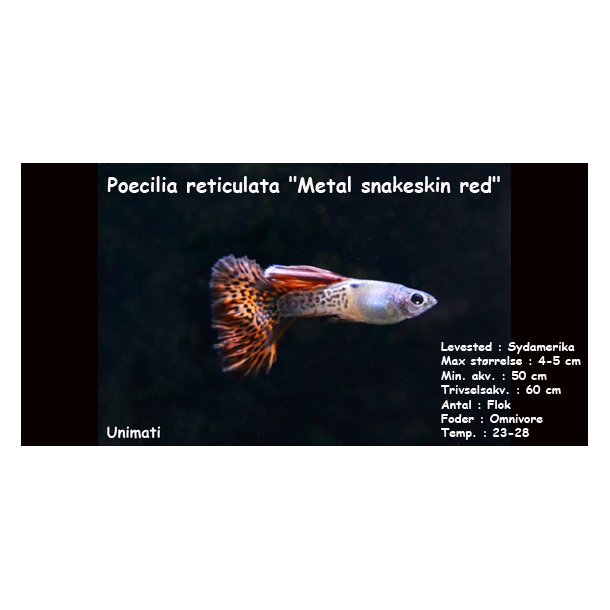Poecilia reticulata "Metal snakeskin red"