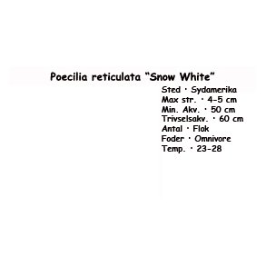 Poecilia reticulata 