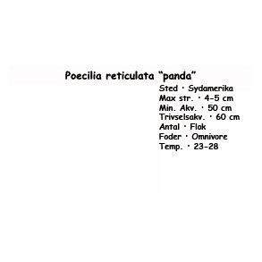Poecilia reticulata 