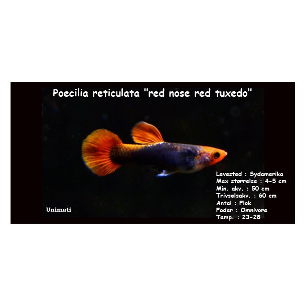 Poecilia reticulata "red nose red tuxedo"