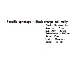 Poecilia sphenops - Black orange tail molly - KUN HANNER