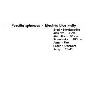 Poecilia sphenops - Electric blue molly