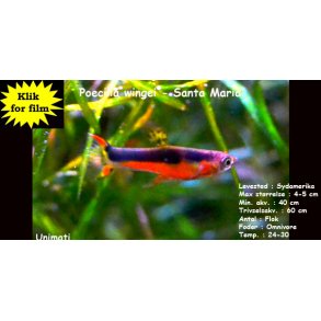 Poecilia wingei - Santa Maria