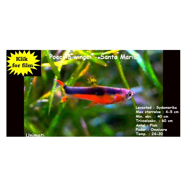 Poecilia wingei - Santa Maria