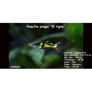 Poecilia wingei 