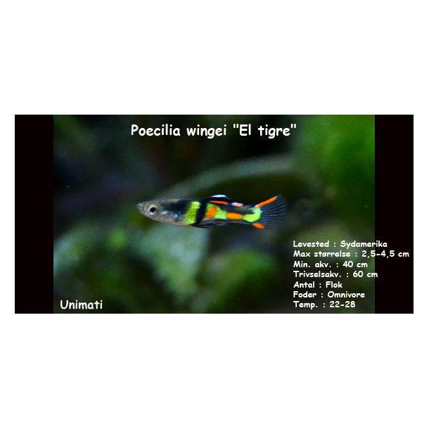 Poecilia wingei "El tigre"