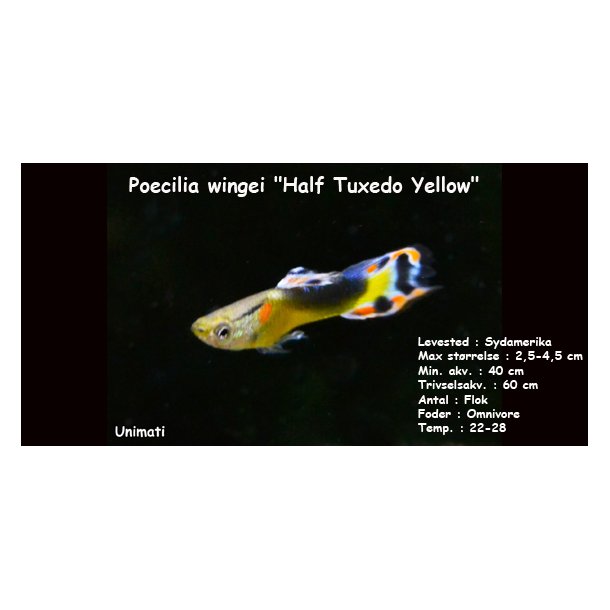 Poecilia wingei "Half Tuxedo Yellow"