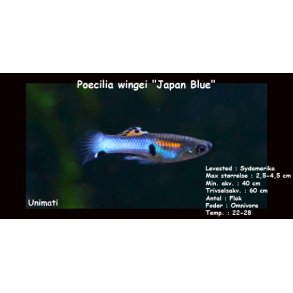 Poecilia wingei 