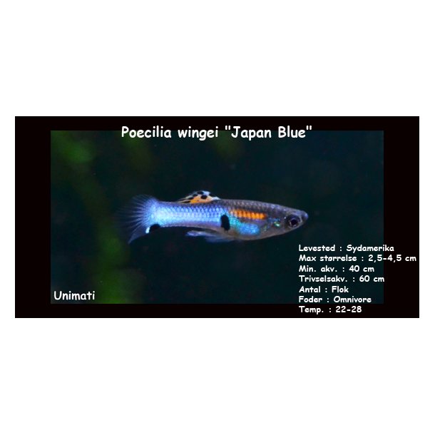 Poecilia wingei "Japan blue"