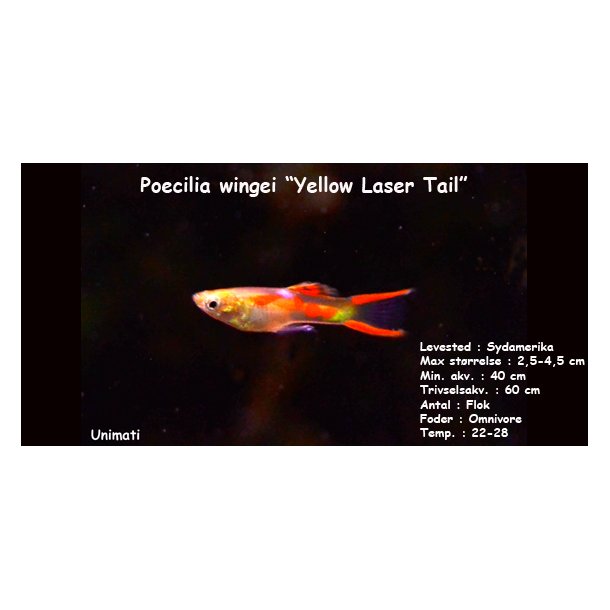 Poecilia wingei "yellow laser tail" endler