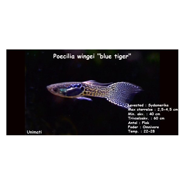 Poecilia wingei "blue tiger" endler 