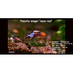 Poecilia wingei 