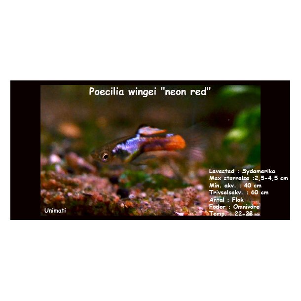 Poecilia wingei "neon red" - endler