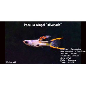 Poecilia wingei 