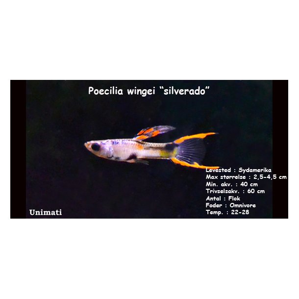 Poecilia wingei "silverado" endler