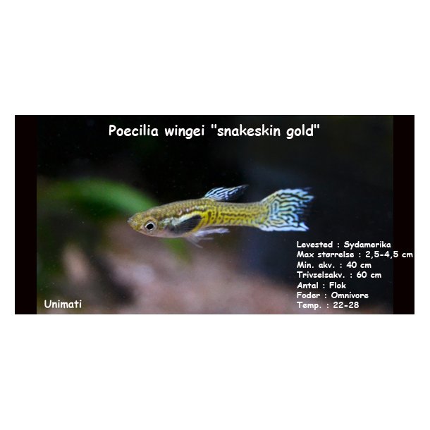 Poecilia wingei "snakeskin gold"