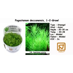 Pogostemon deccanensis, 1-2-Grow! 