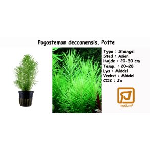 Pogostemon deccanensis, Potte