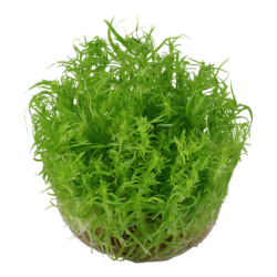 Pogostemon deccanensis, 1-2-Grow! 